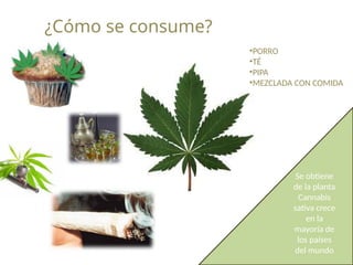 ¿Cómo se consume?
•PORRO
•TÉ
•PIPA
•MEZCLADA CON COMIDA
Se obtiene
de la planta
Cannabis
sativa crece
en la
mayoría de
los países
del mundo
 