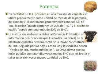 Potencia
“la cantidad de THC presente en una muestra de cannabis se
utiliza generalmente como unidad de medida de la potencia
del cannabis”. la marihuana generalmente contiene 5% de
THC, la resina “puede contener un 20% de THC” y el aceite de
hachís “puede contener más de 60% de THC”.
La institución australiana National Cannabis Prevention and
Information Centre afirma que los brotes (las flores) de la
planta de cannabis hembra contiene la mayor concentración
de THC, seguido por las hojas. Los tallos y las semillas tienen
"niveles de THC mucho más bajos ". La ONU afirma que las
hojas pueden contener diez veces menos THC que los brotes y
tallos unas cien veces menos cantidad de THC.
 