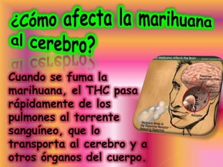 Cuando se fuma la
marihuana, el THC pasa
rápidamente de los
pulmones al torrente
sanguíneo, que lo
transporta al cerebro y a
otros órganos del cuerpo.
 