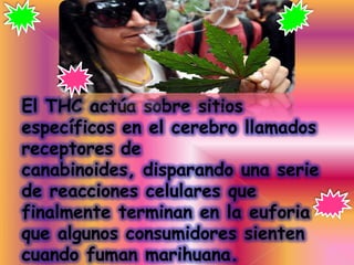 El THC actúa sobre sitios
específicos en el cerebro llamados
receptores de
canabinoides, disparando una serie
de reacciones celulares que
finalmente terminan en la euforia
que algunos consumidores sienten
cuando fuman marihuana.
 