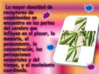 La mayor densidad de
receptores de
canabinoides se
encuentra en las partes
del cerebro que
influyen en el placer, la
memoria, el
pensamiento, la
concentración, las
percepciones
sensoriales y del
tiempo, y el movimiento
coordinado.
 