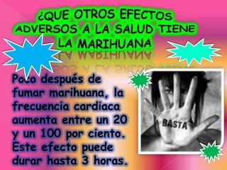 Poco después de
fumar marihuana, la
frecuencia cardiaca
aumenta entre un 20
y un 100 por ciento.
Este efecto puede
durar hasta 3 horas.
 