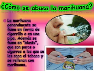    La marihuana               ,
    generalmente se
    fuma en forma de
    cigarrillo o en una
    pipa. Además se
    fuma en “blunts”,
    que son puros o
    cigarros a los que se
    les saca el tabaco y
    se rellenan con
    marihuana.
 