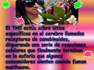 El THC actúa sobre sitios
específicos en el cerebro llamados
receptores de canabinoides,
disparando una serie de reacciones
celulares que finalmente terminan
en la euforia que algunos
consumidores sienten cuando fuman
marihuana.
 