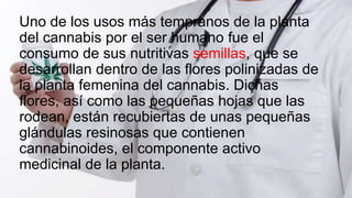 Uno de los usos más tempranos de la planta
del cannabis por el ser humano fue el
consumo de sus nutritivas semillas, que se
desarrollan dentro de las flores polinizadas de
la planta femenina del cannabis. Dichas
flores, así como las pequeñas hojas que las
rodean, están recubiertas de unas pequeñas
glándulas resinosas que contienen
cannabinoides, el componente activo
medicinal de la planta.
 