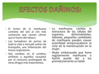  El humo de la marihuana
contiene del 50% al 70% más
sustancias que causan cáncer
que el humo del tabaco.
 Los fumadores de porros de
toda la vida a menudo sufren de
bronquitis, una inflamación del
tracto respiratorio.
 Hay cambios en el cerebro,
similares a aquellos causados
por el consumo prolongado de
otras drogas más importantes.
 La marihuana cambia la
estructura de las células del
esperma, deformándolas.
Además, pequeñas cantidades
de marihuana pueden causar
esterilidad temporal,alterar el
ciclo de la menstruación en la
mujer.
 Mujer embarazada que fuma
regularmente marihuana o
hachís puede dar a luz
prematuramente un bebé
 