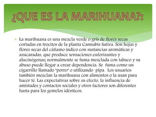  La marihuana es una mezcla verde o gris de flores secas
cortadas en trocitos de la planta Cannabis Sativa. Son hojas y
flores secas del cáñamo índico con sustancias aromáticas y
azucaradas, que produce sensaciones euforizantes y
alucinógenas; normalmente se fuma mezclada con tabaco y su
abuso puede llegar a crear dependencia. Se fuma como un
cigarrillo llamado "porro" o utilizando pipa. Los usuarios
también mezclan la marihuana con alimentos o la usan para
hacer té. Las expectativas sobre su efecto, la influencia de
amistades y contactos sociales y otros factores son diferentes
hasta para los gemelos idénticos.
 