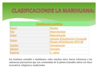 Clasificación científica
Reino: Plantae
Filo: Magnoliophyta
Clase: Magnoliopsida
Orden:
Urticales (Clasificación Cronquist)
Rosales (Clasificación APG III)
Familia: Cannabaceae
Género: Cannabis
Especie: C. sativa
Los términos cannabis y marihuana, entre muchos otros, hacen referencia a las
sustancias psicoactivas que son consumidas de la planta Cannabis sativa con fines
recreativos, religiosos y medicinales.
 