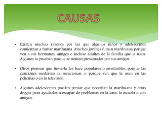 • Existen muchas razones por las que algunos niños y adolescentes
comienzan a fumar marihuana. Muchos jóvenes fuman marihuana porque
ven a sus hermanos, amigos o incluso adultos de la familia que la usan.
Algunos la prueban porque se sienten presionados por sus amigos.
• Otros piensan que fumarla les hace populares o envidiables, porque las
canciones modernas la mencionan, o porque ven que la usan en las
películas o en la televisión.
• Algunos adolescentes pueden pensar que necesitan la marihuana y otras
drogas para ayudarlos a escapar de problemas en la casa, la escuela o con
amigos.
 