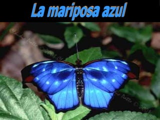 La mariposa azul 