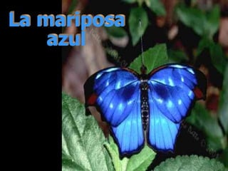 Ria Slides La mariposa azul 