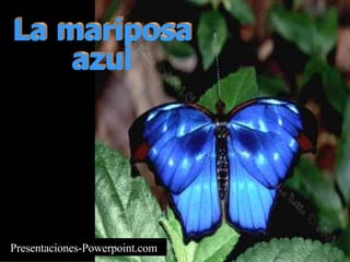 A Gueda's Produtions apresentam... La mariposa azul Formatado por: Miguel JB Filho - Fev/2004 Presentaciones-Powerpoint.com 