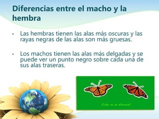 Diferencias entre el macho y la
hembra
•   Las hembras tienen las alas más oscuras y las
    rayas negras de las alas son más gruesas.

•   Los machos tienen las alas más delgadas y se
    puede ver un punto negro sobre cada una de
    sus alas traseras.
 