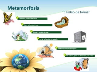 Metamorfosis
               “Cambio de forma”
 
