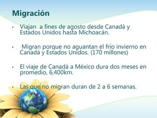 Migración
•   Viajan a fines de agosto desde Canadá y
    Estados Unidos hasta Michoacán.

•   Migran porque no aguantan el frío invierno en
    Canadá y Estados Unidos. (170 millones)

•   El viaje de Canadá a México dura dos meses en
    promedio, 6,400km.

•   Las que no migran duran de 2 a 6 semanas.
 