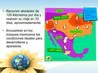 • Recorren alrededor de
  120 kilómetros por día y
  realizan su viaje en 33
  días, aproximadamente.

• Encuentran en los
  bosques mexicanos las
  condiciones ideales para
  desarrollarse y
  aparearse.
 