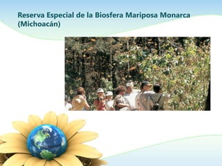 Reserva Especial de la Biosfera Mariposa Monarca
(Michoacán)
 