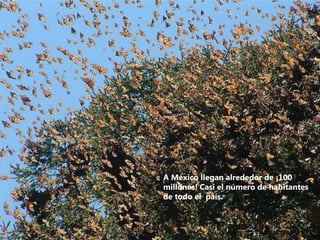A México llegan alrededor de ¡100
millones! Casi el número de habitantes
de todo el país.
 