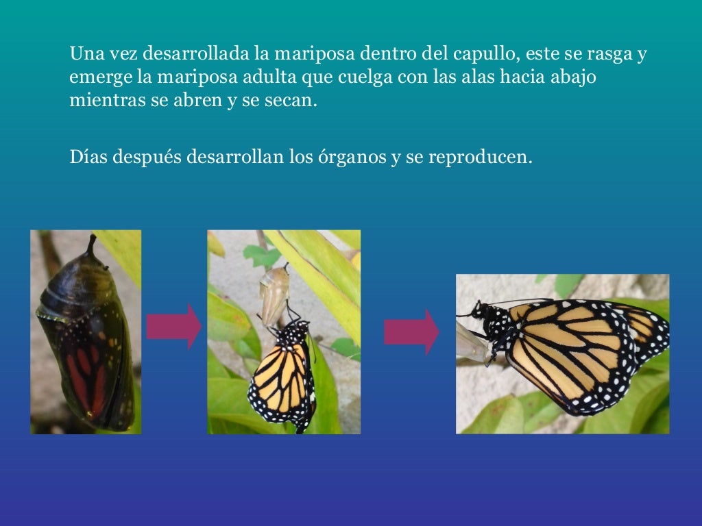 Metamorfosis de la Mariposa Monarca