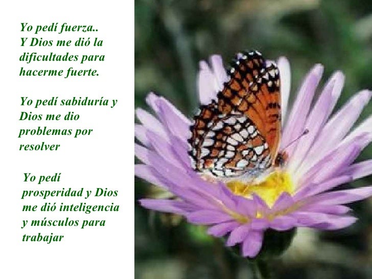 La mariposa y dios