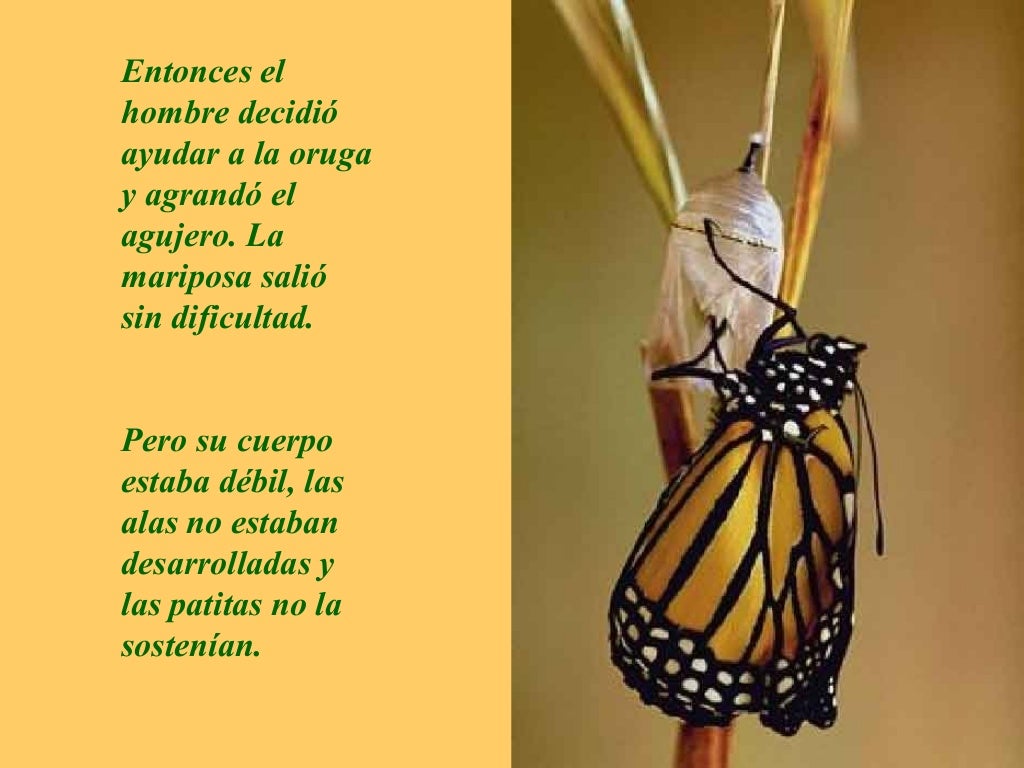 LA MARIPOSA y DIOS