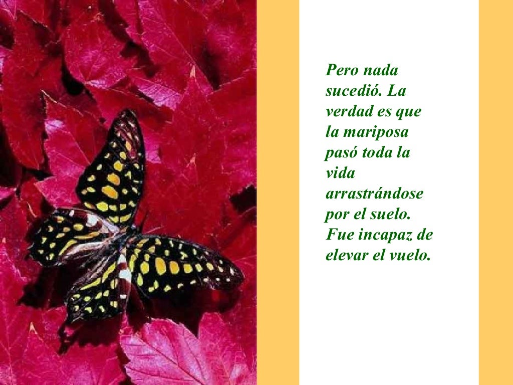 LA MARIPOSA y DIOS