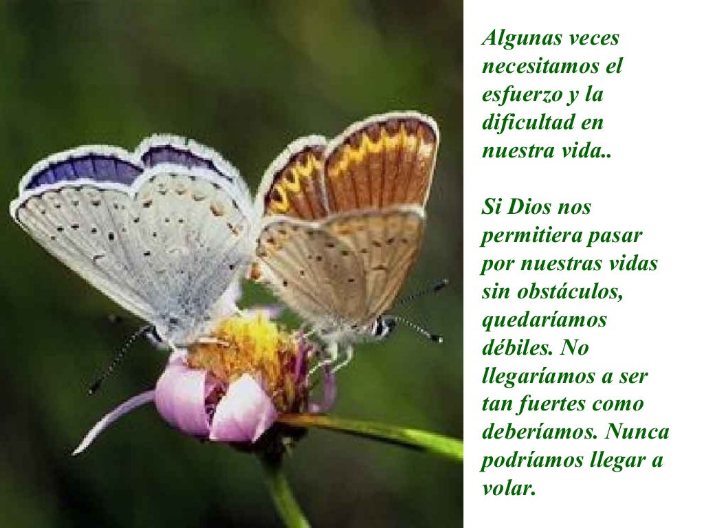 LA MARIPOSA y DIOS