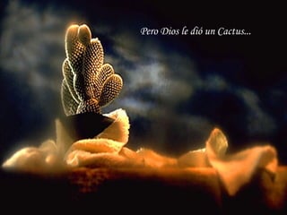 Pero Dios le dió un Cactus... 