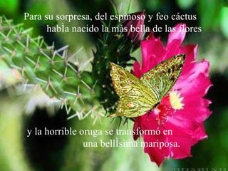 Para su sorpresa, del espinoso y feo cáctus  había nacido la más bella de las flores y la horrible oruga se transformó en  una bellísima mariposa. 