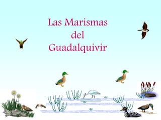 Las Marismas
del
Guadalquivir
 