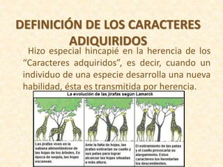 Hizo especial hincapié en la herencia de los
“Caracteres adquiridos”, es decir, cuando un
individuo de una especie desarrolla una nueva
habilidad, ésta es transmitida por herencia.
DEFINICIÓN DE LOS CARACTERES
ADIQUIRIDOS
 