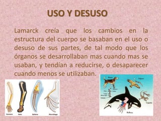 USO Y DESUSO
Lamarck creía que los cambios en la
estructura del cuerpo se basaban en el uso o
desuso de sus partes, de tal modo que los
órganos se desarrollaban mas cuando mas se
usaban, y tendían a reducirse, o desaparecer
cuando menos se utilizaban.
 