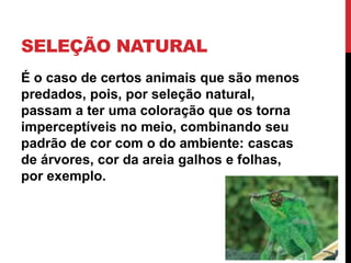 SELEÇÃO NATURAL
É o caso de certos animais que são menos
predados, pois, por seleção natural,
passam a ter uma coloração que os torna
imperceptíveis no meio, combinando seu
padrão de cor com o do ambiente: cascas
de árvores, cor da areia galhos e folhas,
por exemplo.

 