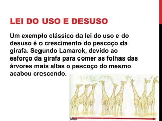LEI DO USO E DESUSO
Um exemplo clássico da lei do uso e do
desuso é o crescimento do pescoço da
girafa. Segundo Lamarck, devido ao
esforço da girafa para comer as folhas das
árvores mais altas o pescoço do mesmo
acabou crescendo.

 