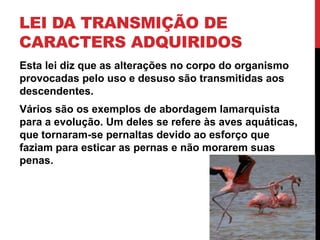 LEI DA TRANSMIÇÃO DE
CARACTERS ADQUIRIDOS
Esta lei diz que as alterações no corpo do organismo
provocadas pelo uso e desuso são transmitidas aos
descendentes.
Vários são os exemplos de abordagem lamarquista
para a evolução. Um deles se refere às aves aquáticas,
que tornaram-se pernaltas devido ao esforço que
faziam para esticar as pernas e não morarem suas
penas.

 