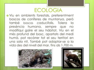 ECOLOGIA
 Viu

en ambients forestals, preferentment
boscos de coníferes de muntanya, però
també boscos caducifolis. Tolera la
presència humana, sempre que no
modifiqui gaire el seu hàbitat. Viu en el
més profund del bosc, apartats del medi
humà, pot recórrer tot el seu territori en
una sola nit. També pot adaptar-se a la
vida des del nivell del mar, fins als 1.700 m.

 
