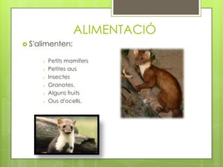 ALIMENTACIÓ
 S'alimenten:
o
o
o
o
o
o

Petits mamífers
Petites aus
Insectes
Granotes.
Alguns fruits
Ous d'ocells.

 
