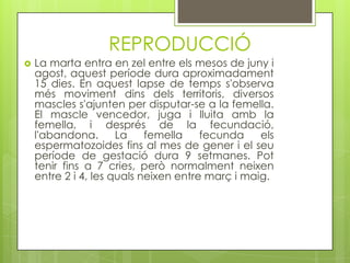 REPRODUCCIÓ


La marta entra en zel entre els mesos de juny i
agost, aquest període dura aproximadament
15 dies. En aquest lapse de temps s'observa
més moviment dins dels territoris, diversos
mascles s'ajunten per disputar-se a la femella.
El mascle vencedor, juga i lluita amb la
femella, i després de la fecundació,
l'abandona.
La
femella
fecunda
els
espermatozoides fins al mes de gener i el seu
període de gestació dura 9 setmanes. Pot
tenir fins a 7 cries, però normalment neixen
entre 2 i 4, les quals neixen entre març i maig.

 