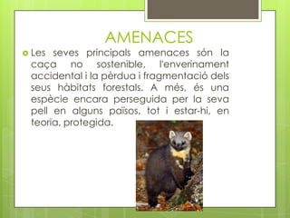 AMENACES
 Les

seves principals amenaces són la
caça no sostenible, l'enverinament
accidental i la pèrdua i fragmentació dels
seus hàbitats forestals. A més, és una
espècie encara perseguida per la seva
pell en alguns països, tot i estar-hi, en
teoria, protegida.

 