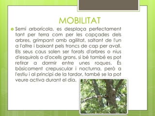 MOBILITAT


Semí arborícola, es desplaça perfectament
tant per terra com per les capçades dels
arbres, grimpant amb agilitat, saltant de l'un
a l'altre i baixant pels troncs de cap per avall.
Els seus caus solen ser forats d'arbres o nius
d'esquirols o d'ocells grans, si bé també es pot
retirar a dormir entre unes roques. És
bàsicament crepuscular i nocturna, però a
l'estiu i al principi de la tardor, també se la pot
veure activa durant el dia.

 