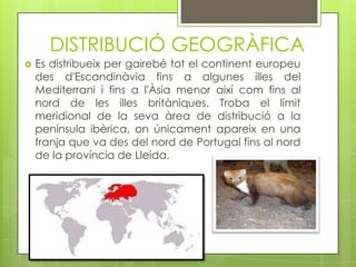 DISTRIBUCIÓ GEOGRÀFICA


Es distribueix per gairebé tot el continent europeu
des d'Escandinàvia fins a algunes illes del
Mediterrani i fins a l'Àsia menor així com fins al
nord de les illes britàniques. Troba el límit
meridional de la seva àrea de distribució a la
península ibèrica, on únicament apareix en una
franja que va des del nord de Portugal fins al nord
de la província de Lleida.

 