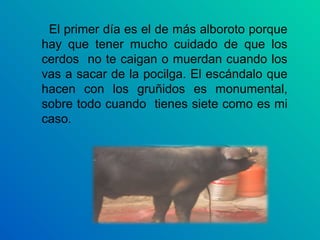 El primer día es el de más alboroto porque
hay que tener mucho cuidado de que los
cerdos no te caigan o muerdan cuando los
vas a sacar de la pocilga. El escándalo que
hacen con los gruñidos es monumental,
sobre todo cuando tienes siete como es mi
caso.
 