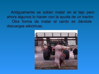Antiguamente se solían matar en el tajo pero
ahora algunos lo hacen con la ayuda de un tractor.
  Otra forma de matar el cerdo es dándole
descargas eléctricas.
 