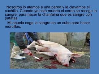 Nosotros lo atamos a una pared y le clavamos el
cuchillo. Cuando ya está muerto el cerdo se recoge la
sangre para hacer la chanfaina que es sangre con
patatas.
 Mi abuela coge la sangre en un cubo para hacer
morcillas.
 