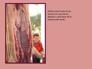 Adrián estuvo este fin de
semana en casa de los
abuelos y sacó fotos de la
matanza del cerdo.

 