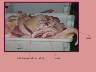 rabo

oreja

Piel (han quitado los pelos)

tocino

 