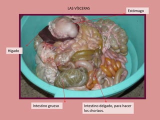 LAS VÍSCERAS

Estómago

Hígado

Intestino grueso

Intestino delgado, para hacer
los chorizos.

 