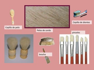 Cepillo de dientes
Cepillo de pelo

Pelos de cerdo

brocha

pinceles

 