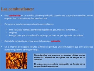 Las combustiones:
• Una combustión es un cambio químico producido cuando una sustancia se combina con el
oxígeno. Las combustiones desprenden calor.
• Para que se produzca una combustión necesitamos:
• Una sustancia llamada combustible (gasolina, gas, madera, alimentos…).
• Oxígeno.
• Energía para que la combustión se ponga en marcha, por ejemplo, una chispa.
• Cuando la combustión es muy lenta la llamamos oxidación.
• En el interior de nuestras células también se produce una combustión que sirve para que
nuestro organismo obtenga energía.
El combustible que se quema en nuestras células son las
sustancias alimenticias recogidas por la sangre en el
intestino.
El oxígeno que necesita la combustión es llevado por la
sangre desde los pulmones.
 
