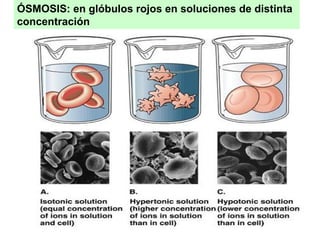 ÓSMOSIS: en glóbulos rojos en soluciones de distinta
concentración
 